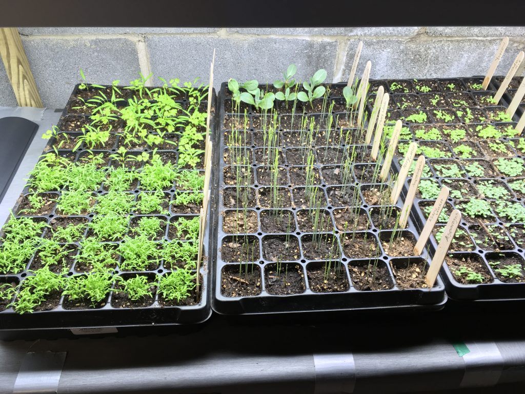 One inch plug trays watered from below have worked well for our family