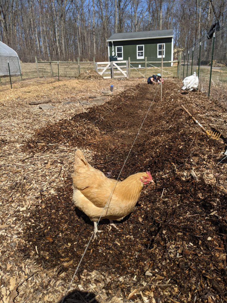 Pulling back the mulch to seed lettuce, carrots, and onions